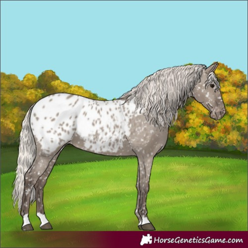 Horse Color:Silver Grullo Appaloosa 