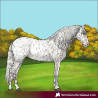 Horse Color:Silver Grullo Appaloosa