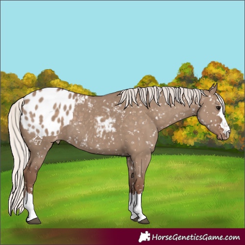 Horse Color:Silver Grullo Appaloosa 