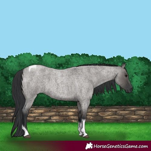 Horse Color:Grullo Roan Tobiano