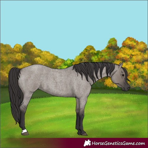 Horse Color:Smoky Grullo Roan