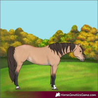 Horse Color:Bay Dun
