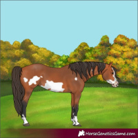 Horse Color:Bay Frame