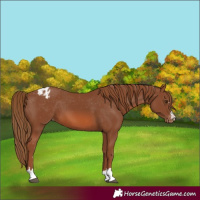 Horse Color:Chestnut Varnish
