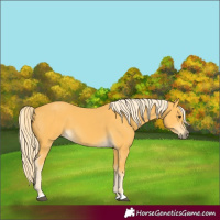 Horse Color:Palomino 