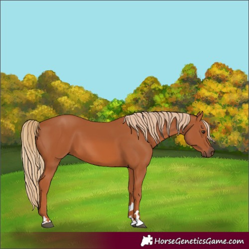 Horse Color:Chestnut 