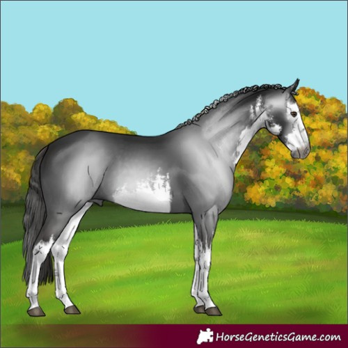 Horse Color:Gray White Spotted Liver Chestnut 