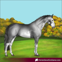 Horse Color:Gray White Spotted Liver Chestnut 