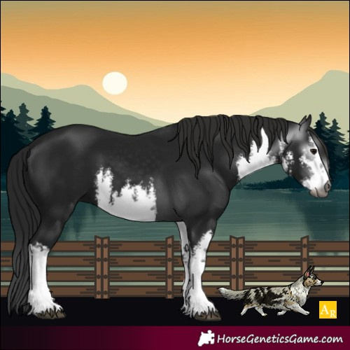 Horse Color:Gray White Spotted Black
