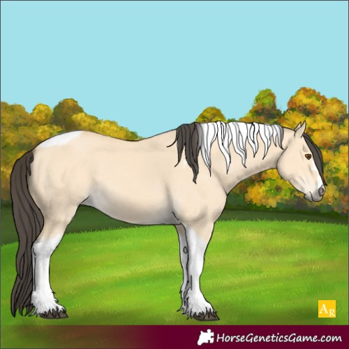 Horse Color:Buckskin Dun Tobiano 