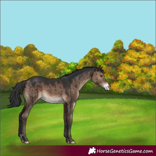 Horse Color:Brown Dun Sabino Brindle
