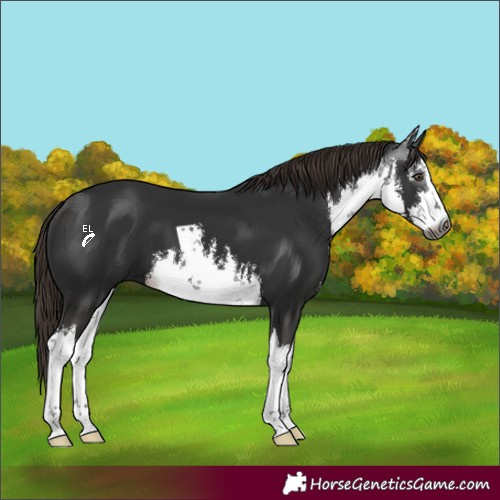 Horse Color:Gray White Spotted Liver Chestnut 