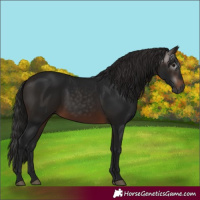 Horse Color:Gray White Spotted Bay