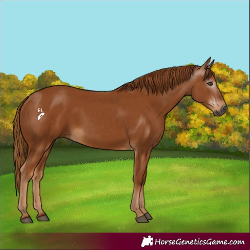 Horse Color:Gray Chestnut 