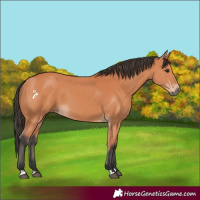 Horse Color:Bay 