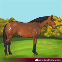 Horse Color:Bay 