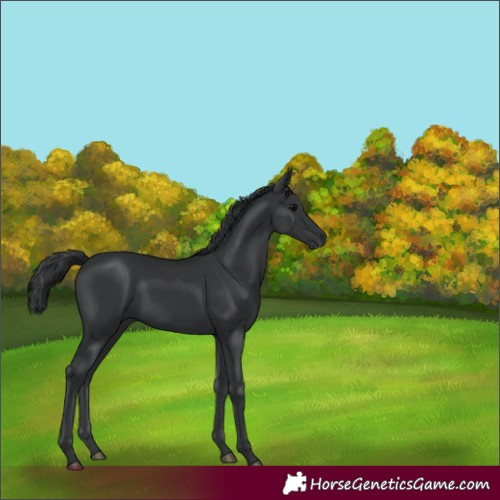 Horse Color:White Spotted Black 