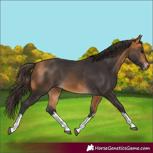 Horse Color:White Spotted Buckskin