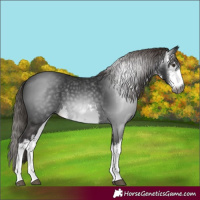 Horse Color:Gray White Spotted Liver Chestnut 