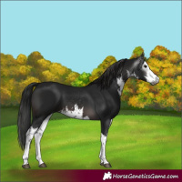 Horse Color:Gray White Spotted Brown 