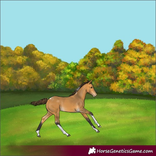 Horse Color:Buckskin Tobiano Appaloosa Rabicano 