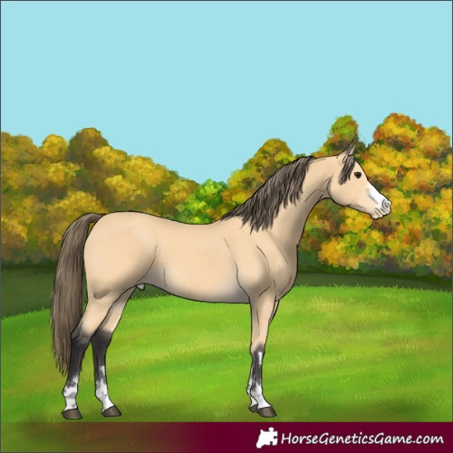 Horse Color:Buckskin Appaloosa 