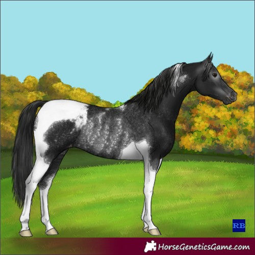 Horse Color:Gray Black Tobiano Snowcap Rabicano 