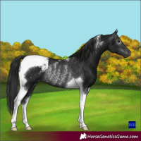 Horse Color:Gray Black Tobiano Appaloosa Rabicano