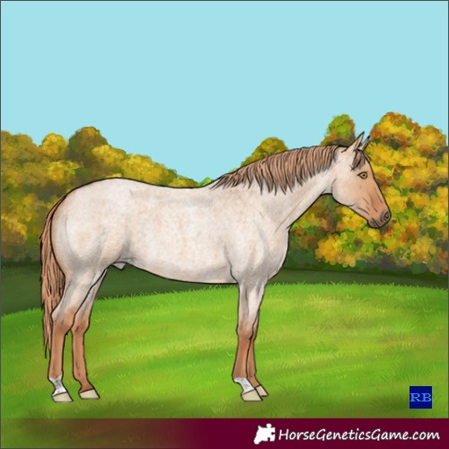 Horse Color:Red Dun Roan Rabicano 