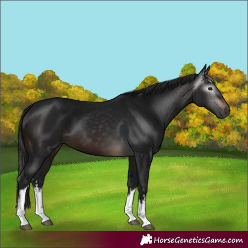 Horse Color:Gray White Spotted Brown