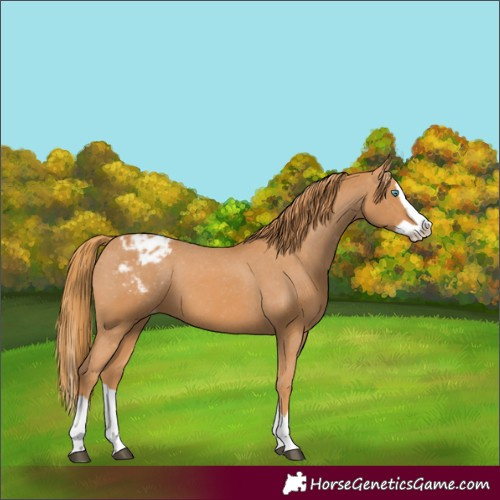 Horse Color:Chestnut Splash Appaloosa 