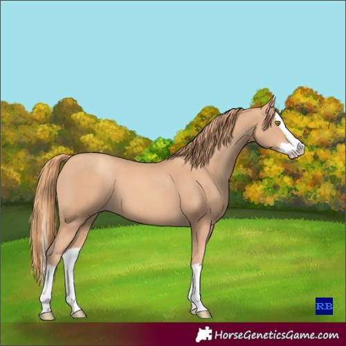 Horse Color:Gold Champagne Splash 