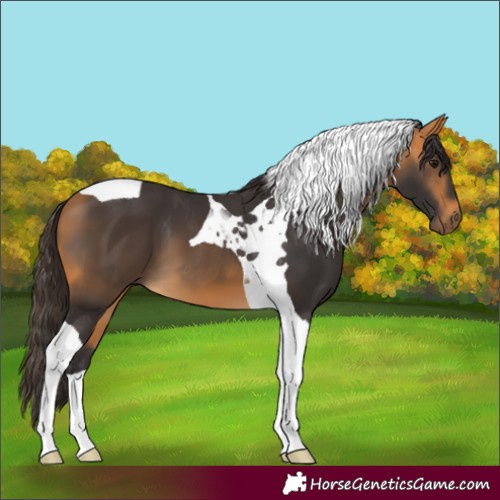 Horse Color:Buckskin Tobiano