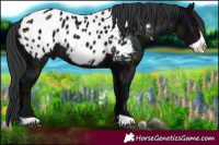 Horse Color:Platinum Midnight Brown Frame Appaloosa 