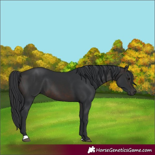 Horse Color:Brown 