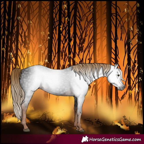 Horse Color:Gray White Spotted Liver Chestnut 