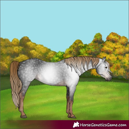 Horse Color:Gray White Spotted Liver Chestnut 