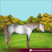 Horse Color:Gray White Spotted Liver Chestnut 
