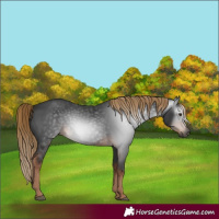 Horse Color:Gray White Spotted Liver Chestnut 