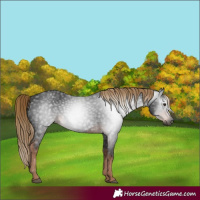 Horse Color:Gray White Spotted Liver Chestnut