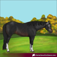 Horse Color:Unknown 