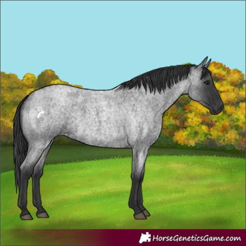 Horse Color:Blue Roan 
