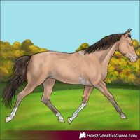 Horse Color:Amber Champagne Tobiano