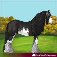 Horse Color:Gray White Spotted Bay