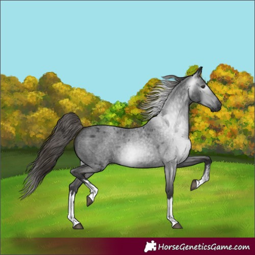 Horse Color:Gray White Spotted Liver Red Roan 