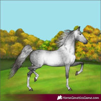 Horse Color:Gray White Spotted Liver Red Roan