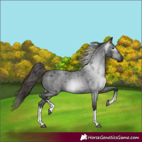 Horse Color:Gray White Spotted Liver Red Roan 