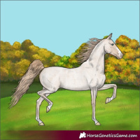 Horse Color:Smoky Creme Roan