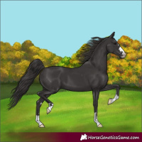 Horse Color:Smoky Black 