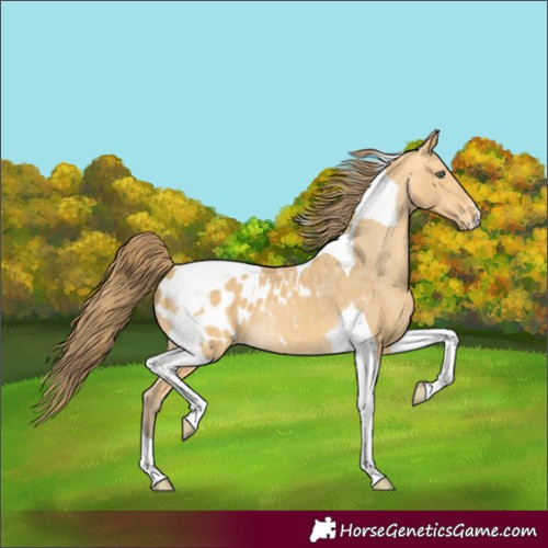 Horse Color:Amber Cream Champagne Tobiano Blanket 